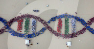 FEATURE - Rekordverdächtig: Menschen bilden die längste DNA-Kette in Varna