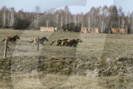NEWS - Tschernobyl: 30 Jahre nach der Nuklearkatastrophe - 'Exclusive Zone'