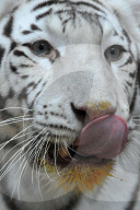FEATURE - White Indische Tigerjunge am in Liberec Zoo