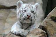 FEATURE - White Indische Tigerjunge am in Liberec Zoo