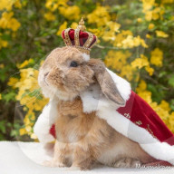 FEATURE - Die stilvollsten Hase der Welt