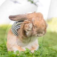 FEATURE - Die stilvollsten Hase der Welt