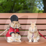 FEATURE - Die stilvollsten Hase der Welt