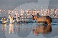 FEATURE - Flusspferde und Pelikane suchen im Lake Nakuru nach Nahrung