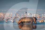FEATURE - Flusspferde und Pelikane suchen im Lake Nakuru nach Nahrung
