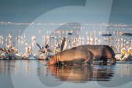 FEATURE - Flusspferde und Pelikane suchen im Lake Nakuru nach Nahrung