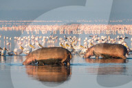 FEATURE - Flusspferde und Pelikane suchen im Lake Nakuru nach Nahrung