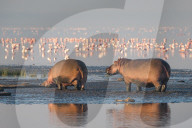 FEATURE - Flusspferde und Pelikane suchen im Lake Nakuru nach Nahrung