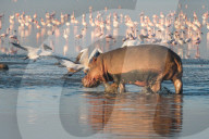 FEATURE - Flusspferde und Pelikane suchen im Lake Nakuru nach Nahrung