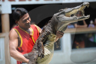 FEATURE - 'Schni-Schna-Schnappi': Krokodil-Show in Thailand