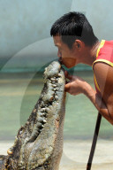 FEATURE - 'Schni-Schna-Schnappi': Krokodil-Show in Thailand