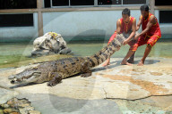 FEATURE - 'Schni-Schna-Schnappi': Krokodil-Show in Thailand