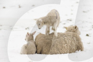 FEATURE - 'Frühlings-Geborene' müssen dieses Jahr im Schnee spielen