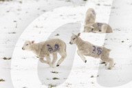 FEATURE - 'Frühlings-Geborene' müssen dieses Jahr im Schnee spielen