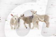FEATURE - 'Frühlings-Geborene' müssen dieses Jahr im Schnee spielen