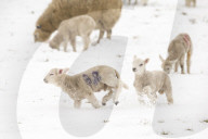 FEATURE - 'Frühlings-Geborene' müssen dieses Jahr im Schnee spielen