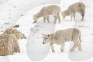 FEATURE - 'Frühlings-Geborene' müssen dieses Jahr im Schnee spielen