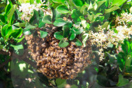 PEOPLE - 'Flotte Bienen' belagern Kyle Richard's Laden