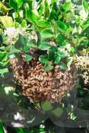 PEOPLE - 'Flotte Bienen' belagern Kyle Richard's Laden