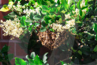 PEOPLE - 'Flotte Bienen' belagern Kyle Richard's Laden
