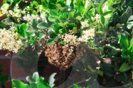PEOPLE - 'Flotte Bienen' belagern Kyle Richard's Laden