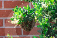 PEOPLE - 'Flotte Bienen' belagern Kyle Richard's Laden