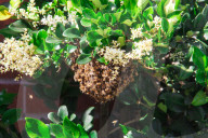 PEOPLE - 'Flotte Bienen' belagern Kyle Richard's Laden