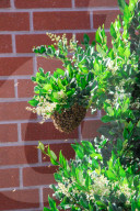 PEOPLE - 'Flotte Bienen' belagern Kyle Richard's Laden