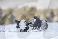 FEATURE - Moorhuhn: Diese Paare spüren den Frühling