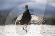 FEATURE - Moorhuhn: Diese Paare spüren den Frühling