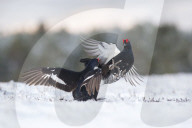 FEATURE - Moorhuhn: Diese Paare spüren den Frühling