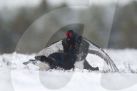 FEATURE - Moorhuhn: Diese Paare spüren den Frühling