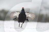 FEATURE - Moorhuhn: Diese Paare spüren den Frühling