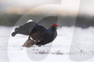 FEATURE - Moorhuhn: Diese Paare spüren den Frühling