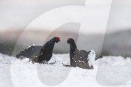 FEATURE - Moorhuhn: Diese Paare spüren den Frühling