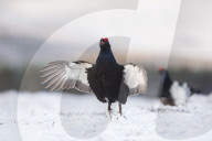 FEATURE - Moorhuhn: Diese Paare spüren den Frühling