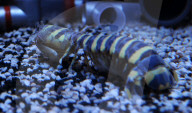 FEATURE - Tödliche Krabben: Die Zebra Mantis