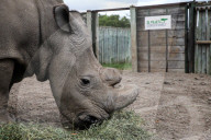 FEATURE - Der letzte weisse Nashornbulle in Kenia