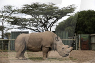 FEATURE - Der letzte weisse Nashornbulle in Kenia