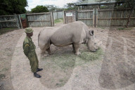 FEATURE - Der letzte weisse Nashornbulle in Kenia
