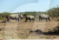 FEATURE - Der letzte weisse Nashornbulle in Kenia