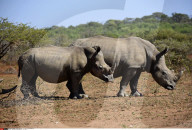 FEATURE - Der letzte weisse Nashornbulle in Kenia