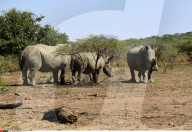 FEATURE - Der letzte weisse Nashornbulle in Kenia
