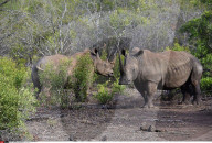 FEATURE - Der letzte weisse Nashornbulle in Kenia