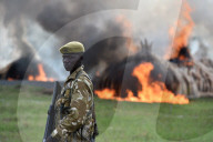 NEWS - Kenya: Uhuru Kenyatta lässt 100 Tonnen Elfenbein verbrennen