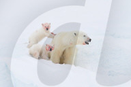 FEATURE - Eisbärmutter mit ihren Jungen auf Baffin Island