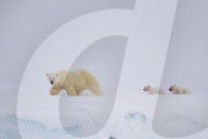 FEATURE - Eisbärmutter mit ihren Jungen auf Baffin Island
