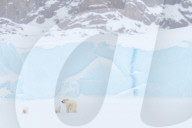 FEATURE - Eisbärmutter mit ihren Jungen auf Baffin Island