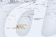 FEATURE - Eisbärmutter mit ihren Jungen auf Baffin Island