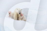 FEATURE - Eisbärmutter mit ihren Jungen auf Baffin Island